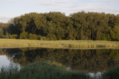 Morgenstimmung am Kühwörther Wasser