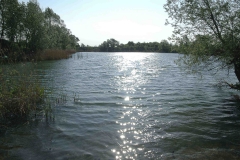 Teich Lobau 1