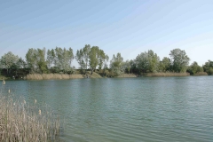 Teich Lobau 2