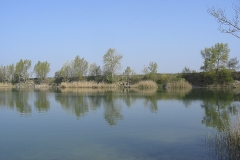 Teich Lobau 6