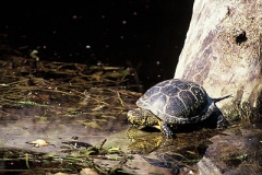 Europaeische Sumpfschildkroete1