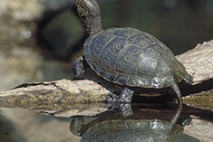 Europaeische Sumpfschildkroete2