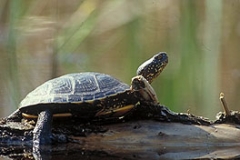 Europaeische Sumpfschildkroete3