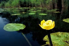 Gelbe Teichrose