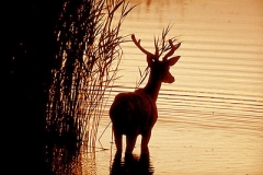 Hirsch im Sonnenuntergang