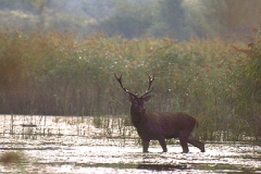 Hirsch im Wasser