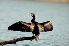 Kormoran1