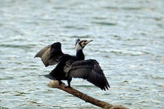 Kormoran2