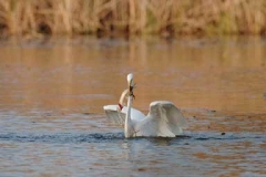 Reiher-mit-Hecht_neu