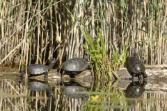 Schildkroeten_neu