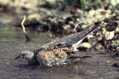 Turteltaube beim Wasserbad