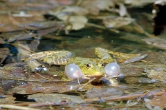 Wasserfrosch