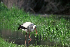 Weissstorch