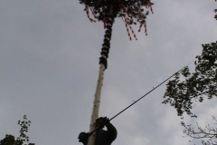 Maibaum_Baum
